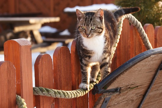 Professionelle_Katzenbilder_im_Freiem_cat